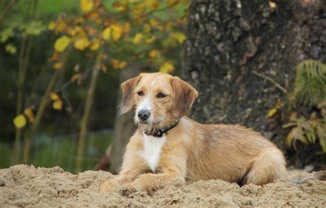 Dog Terrier Pet Cute Free Stock Photo - Public Domain Pictures