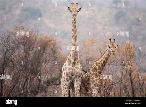 Southern Giraffe in South Africa Stock Photo - Alamy