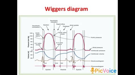 Wiggers diagram / cardiac cycle - YouTube