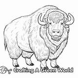 Musk Ox Coloring Pages  Free & Printable sketch template