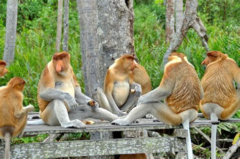 KOTA KINABALU: Wildlife Encounter