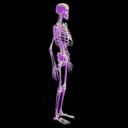 Skeleton GIF - Skeleton - Discover & Share GIFs