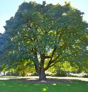 Stand Tall | A mighty oak in Willamette Park in South Corval… | Flickr