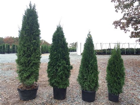 Arborvitae – Emerald Green - Latham's Nursery | Emerald green arborvitae, Thuja occidentalis ...