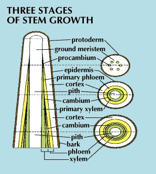 Stem | Description, Facts, & Types | Britannica