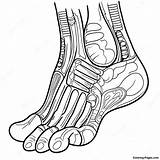 Detailed Foot Anatomy Coloring Page  Pagescom sketch template
