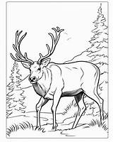 Caribou Coloring Pages For Kids sketch template