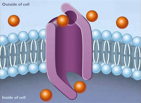 How Facilitated Diffusion Works [HD Animation] (+playlist) | Biology, Teaching biology, Biology ...