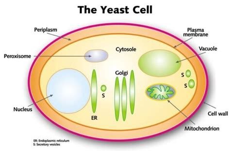 Yeast Cell Wall Used in Animal Feed - Hiyeast