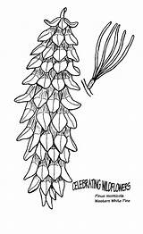 White pine  Tree coloring Page Coloring Pages Free Clip Art sketch template