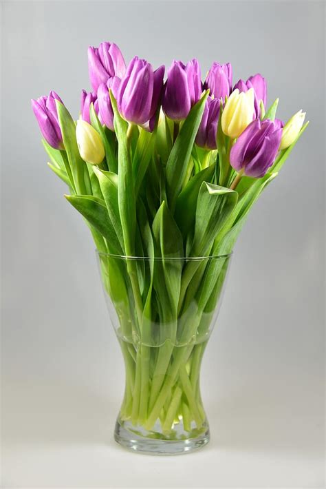 tulips, flowers, yellow flowers, cut flowers, spring flowers, bouquet ...