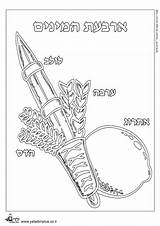 Feast Of Tabernacles Coloring Pages sketch template