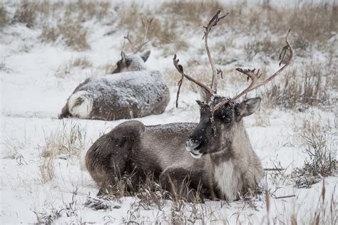 Meet the Animals From the Yukon Wildlife Preserve | Non Stop Destination