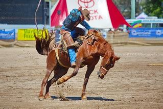 Saddle bronc riding is one of the iconic rodeo events | Flickr