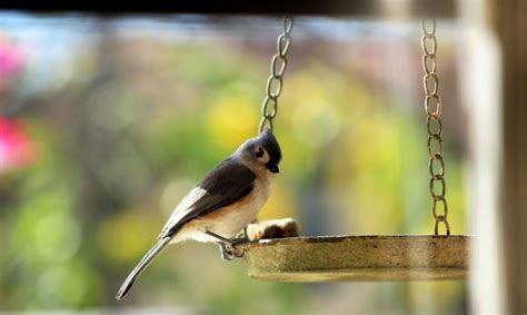 Do birds like hanging bird baths - Wildlifeful