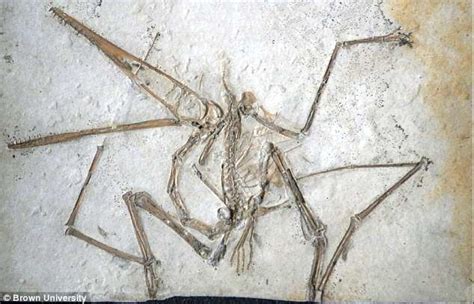 Jurassic Park was wrong! Pterodactyls didn't fly like bats | Daily Mail Online