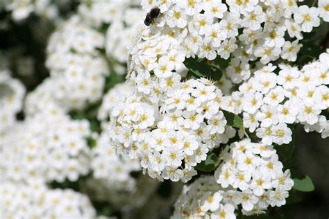 10 Beautiful White Flowering Perennials | White perennial flowers, Yellow perennials, Flowers ...