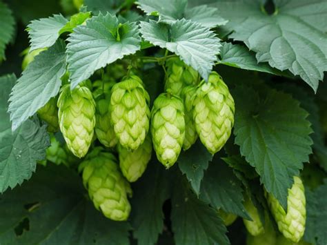 Hops Flowering Plants - Learn About Growing Hops Plants In The Garden