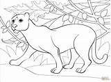 Panther coloring page  Free Printable Coloring Pages sketch template