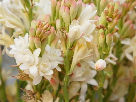 Polianthes Tuberosa Care - How To Grow Tuberose Bulbs