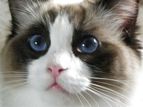 Beautiful Miss Destiny, our seal bicolor Ragdoll cat. | Gorgeous cats, Beautiful cats, Pretty cats