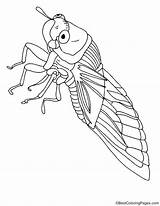 Big Eye Cicada coloring Page sketch template
