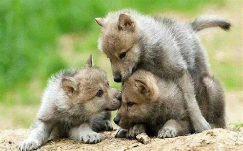 Pin by Alice Demko on Wolves | Wolf dog, Baby wolves, Animals wild