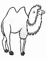 Camel Coloring Pages Free Printable PDF sketch template