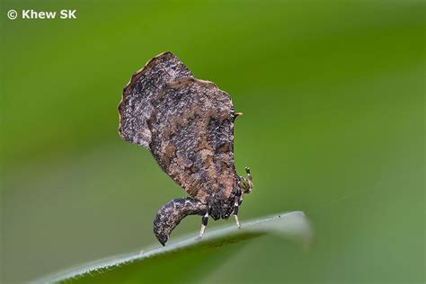 Butterflies of Singapore: Butterfly of the Month - October 2017