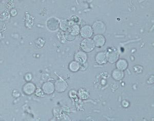 Cell quick guide | eClinpath