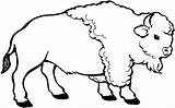 Bison Coloring Page Coloring Pages sketch template