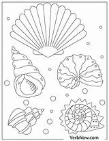 Coloring Shells Pages Seashell Sea Preschool Seashells Beach Printables  sketch template