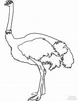 Ostrich Egg Coloring Pages sketch template