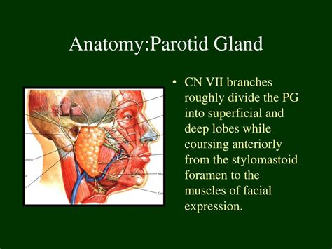 Parotid Salivary Gland Anatomy