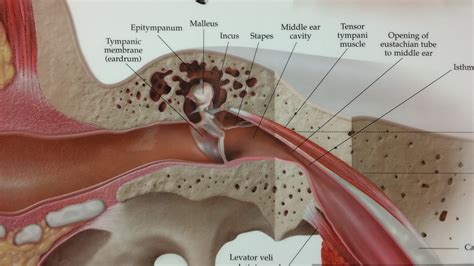 Specialty Ear, Nose, and Throat Treatments in Laredo, TX | Dr. Erik Sloman-Moll