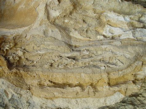 Free picture: root, fossils, limestone, seawall, stones, rock