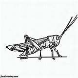 Grasshopper With Long Leg Coloring Page  For Kids – Smart sketch template
