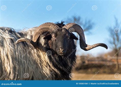 Ram Head Stock Photos - Download 6,765 Royalty Free Photos