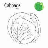 Premium Vector  Vegetables cabbage coloring Pages For Kids sketch template
