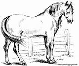 Colt In Pasture Coloring Page Printable sketch template