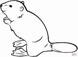 Beaver coloring Page  Free Printable Coloring Pages sketch template