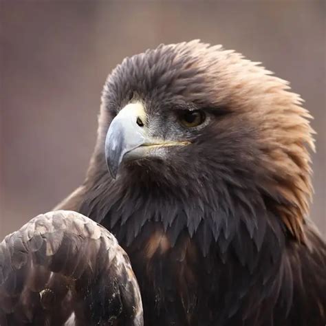 Golden Eagle - Facts, Diet, Habitat & Pictures on Animalia.bio