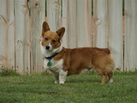 Top of Texas Corgi Rescue