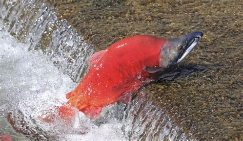 Fluorescent red Kokanee Salmon on display as they spawn - Washington Times