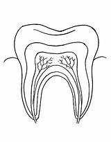 Tooth Coloring Pages Free Printable PDF sketch template