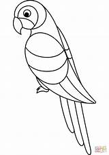 Parrot Coloring Page  Free Printable Coloring Pages sketch template