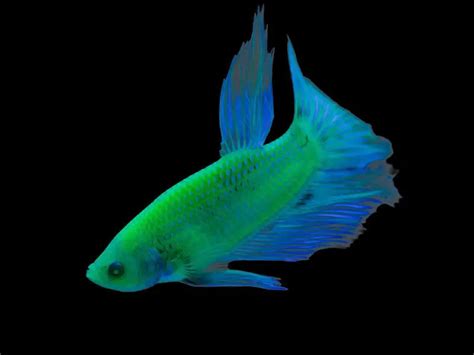 The Complete GloFish Betta Care Guide | Fishkeeping World