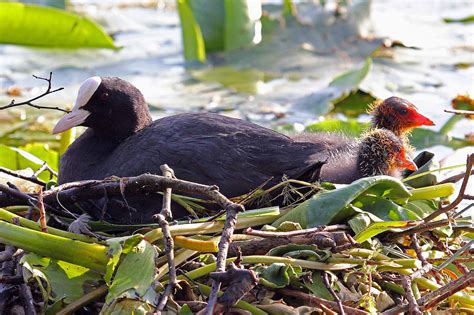 Wildlife and Landscapes: Coots