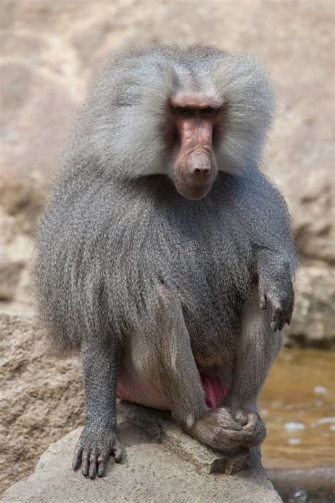 Hamadryas Baboon (Papio Hamadryas). Stock Photo - Image of male, life: 78094716