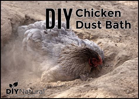 Chicken Dust Bath: Make a DIY Dust Mix for Your Egg-Laying Friends